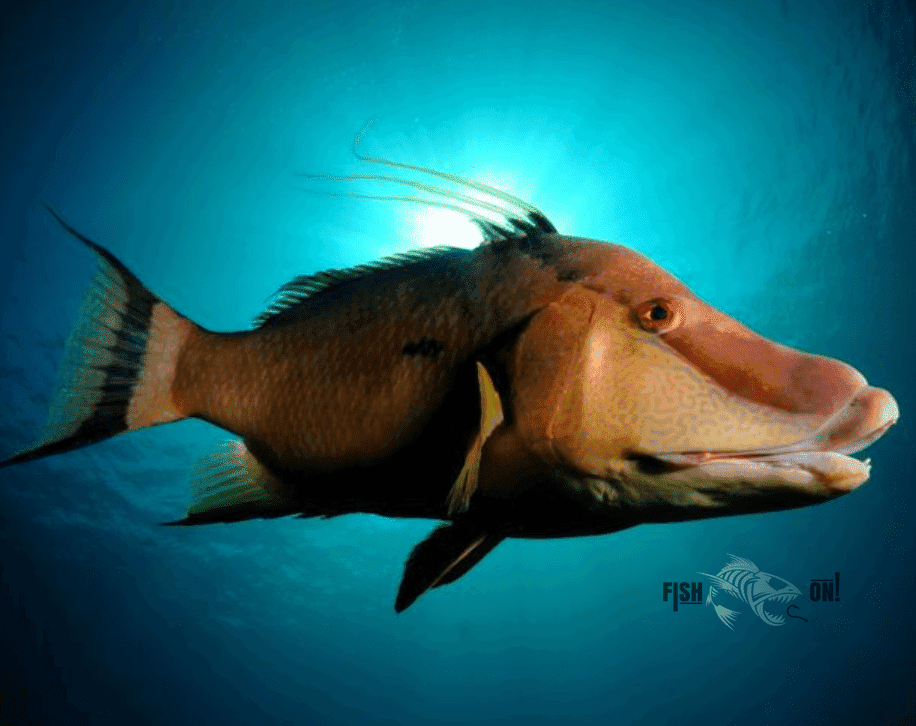 Melbourne Fishing Spots - Nearshore Numbers