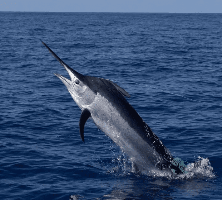 Miami Fishing Spots - Offshore Numbers