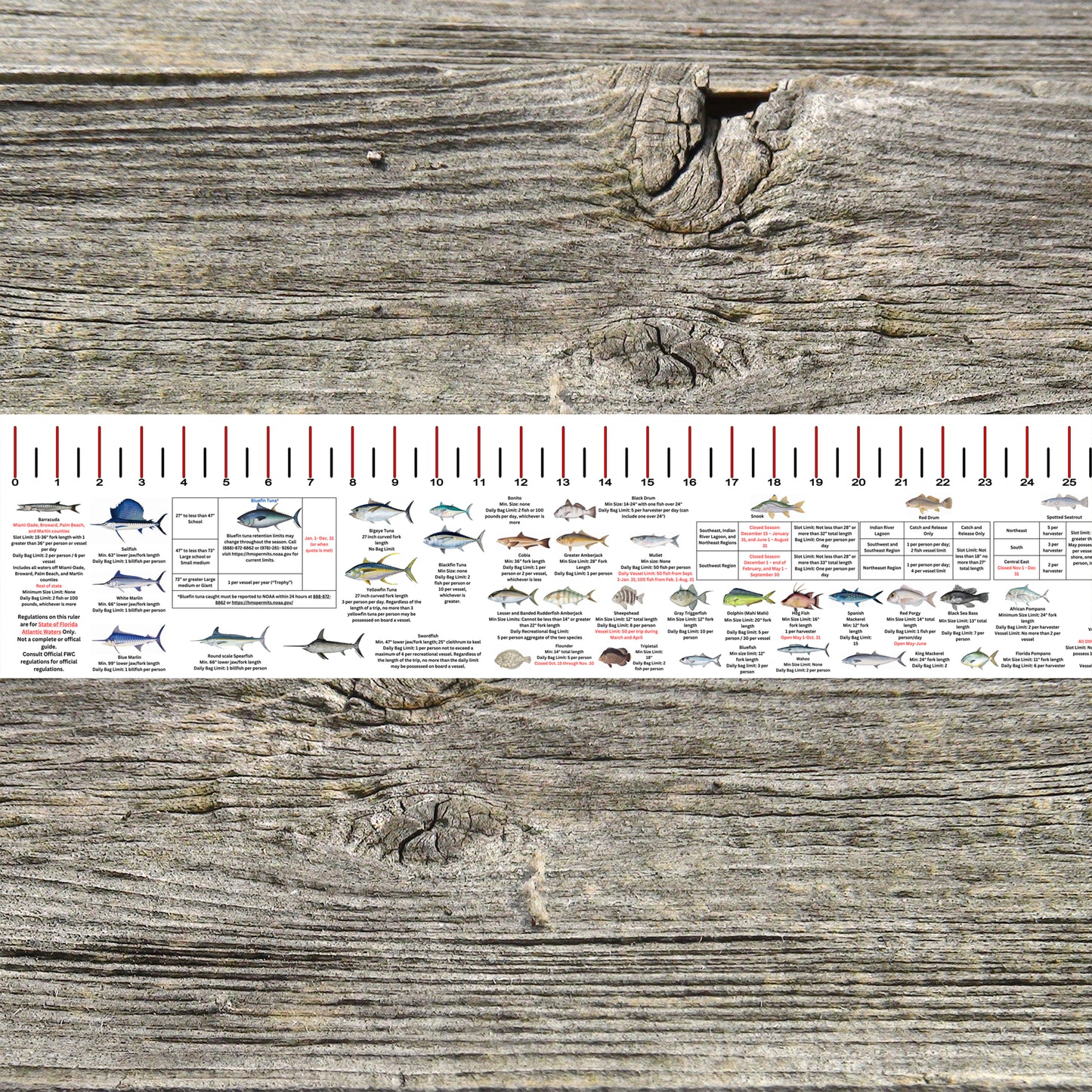 FLORIDA ATLANTIC STATE WATERS SALT WATER RULER 50 INCH FISH ID AND STATE REGULATIONS FISH RULER DECAL