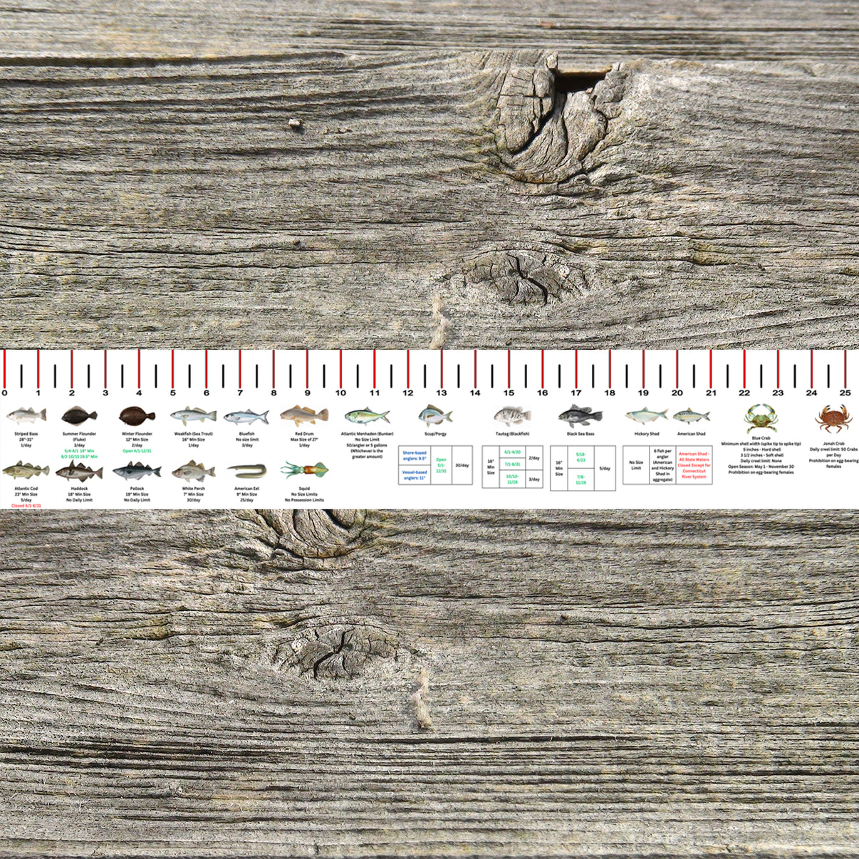 CONNECTICUT SALT WATER RULER 50 INCH FISH ID AND STATE REGULATIONS FIS ...