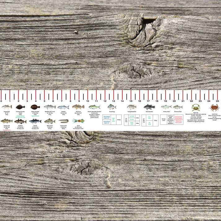 CONNECTICUT SALT WATER RULER 50 INCH FISH ID AND STATE REGULATIONS FIS ...