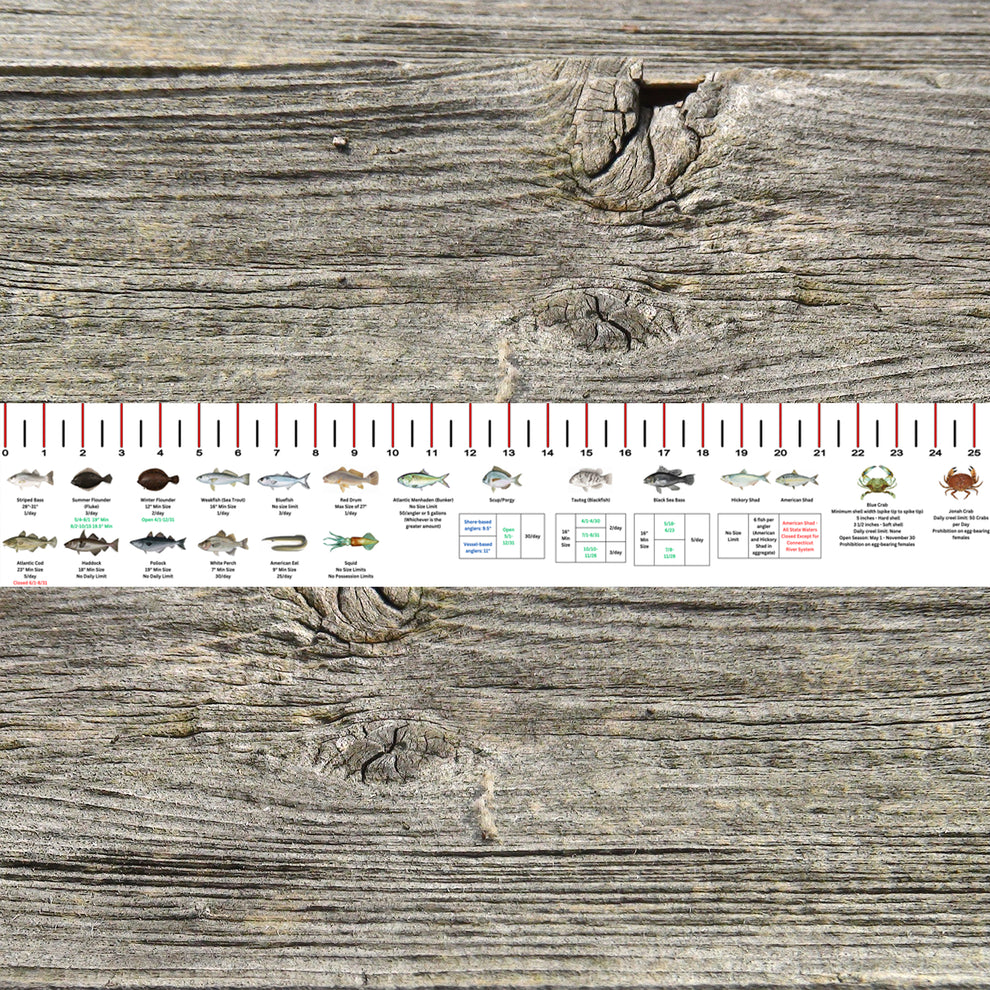 CONNECTICUT SALT WATER RULER 50 INCH FISH ID AND STATE REGULATIONS FIS ...