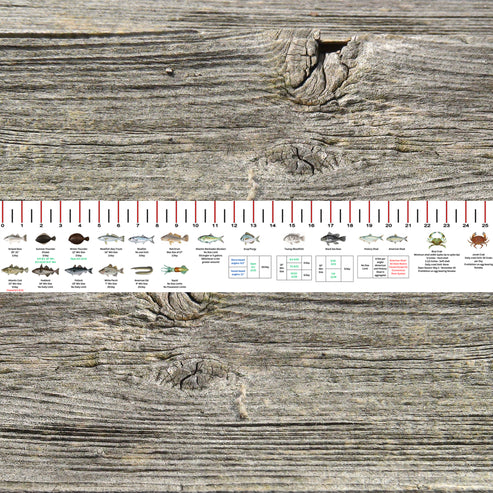 CONNECTICUT SALT WATER RULER 50 INCH FISH ID AND STATE REGULATIONS FIS ...