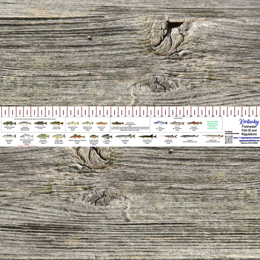 KENTUCKY FRESH WATER 36 INCH FISH ID AND STATE REGULATIONS FISH RULER DECAL