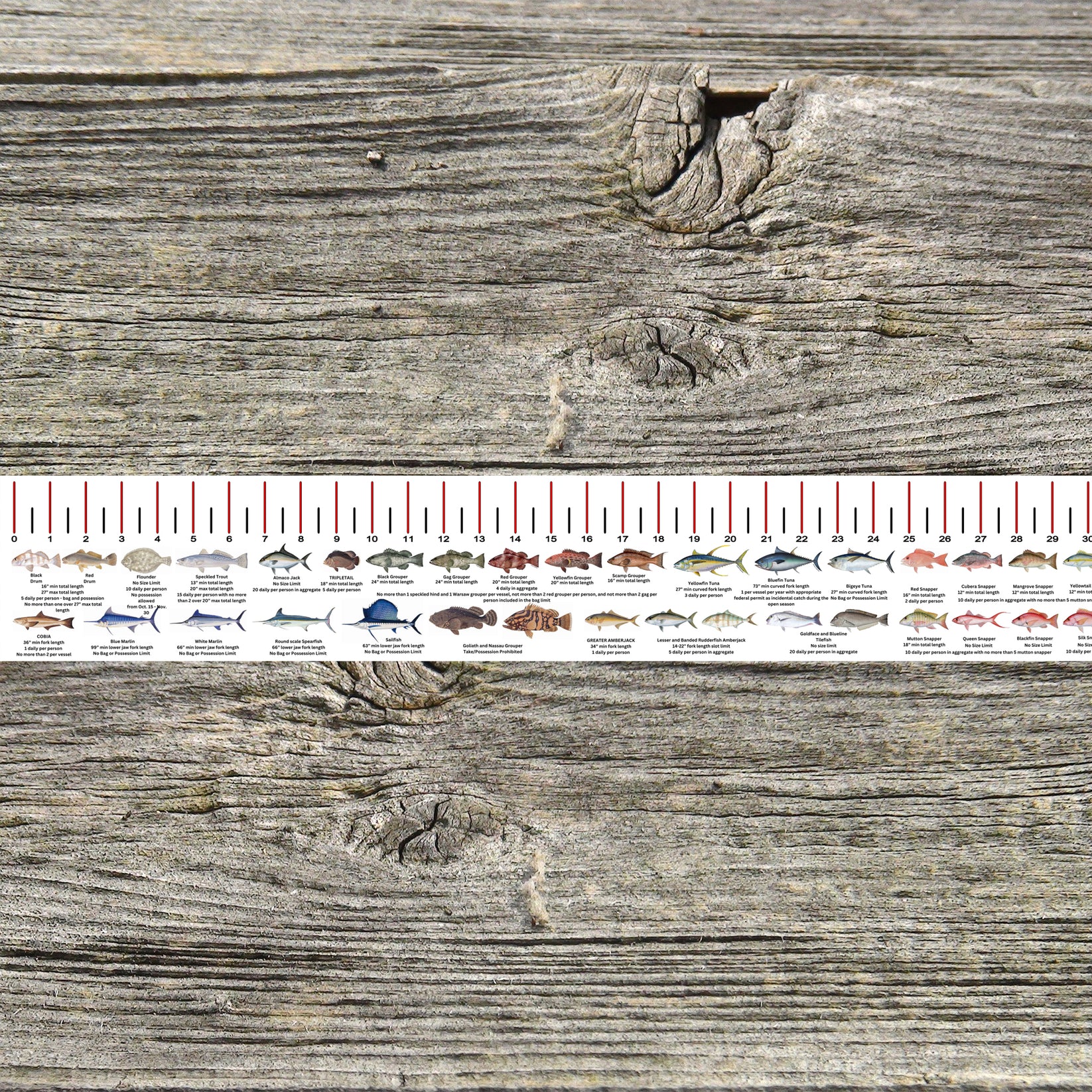 LOUISIANA SALT WATER RULER 50 INCH FISH ID AND STATE REGULATIONS FISH ...