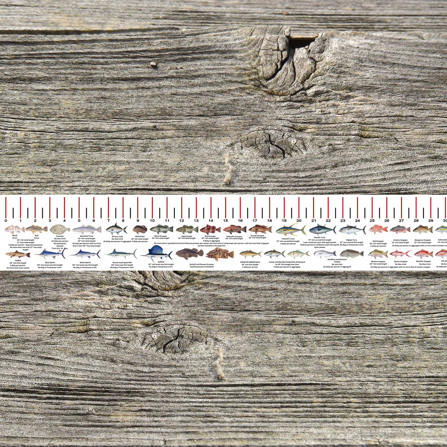 LOUISIANA SALT WATER RULER 50 INCH FISH ID AND STATE REGULATIONS FISH ...