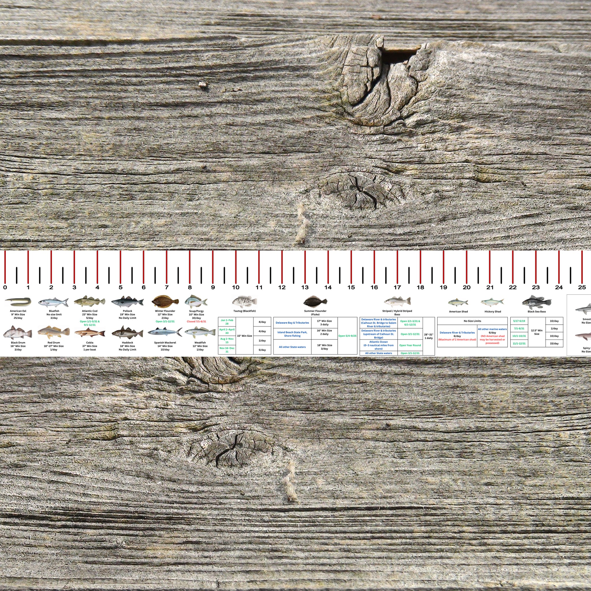 NEW JERSEY SALT WATER RULER 50 INCH FISH ID AND STATE REGULATIONS FISH ...