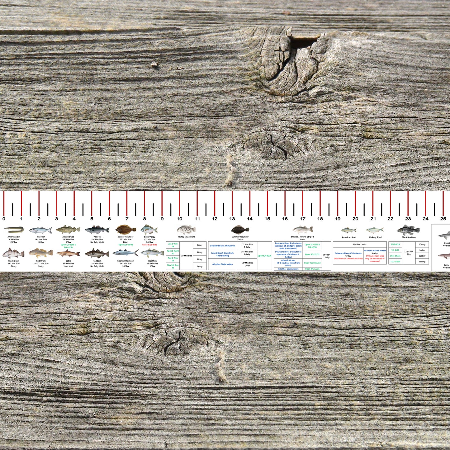 NEW JERSEY SALT WATER RULER 50 INCH FISH ID AND STATE REGULATIONS FISH ...