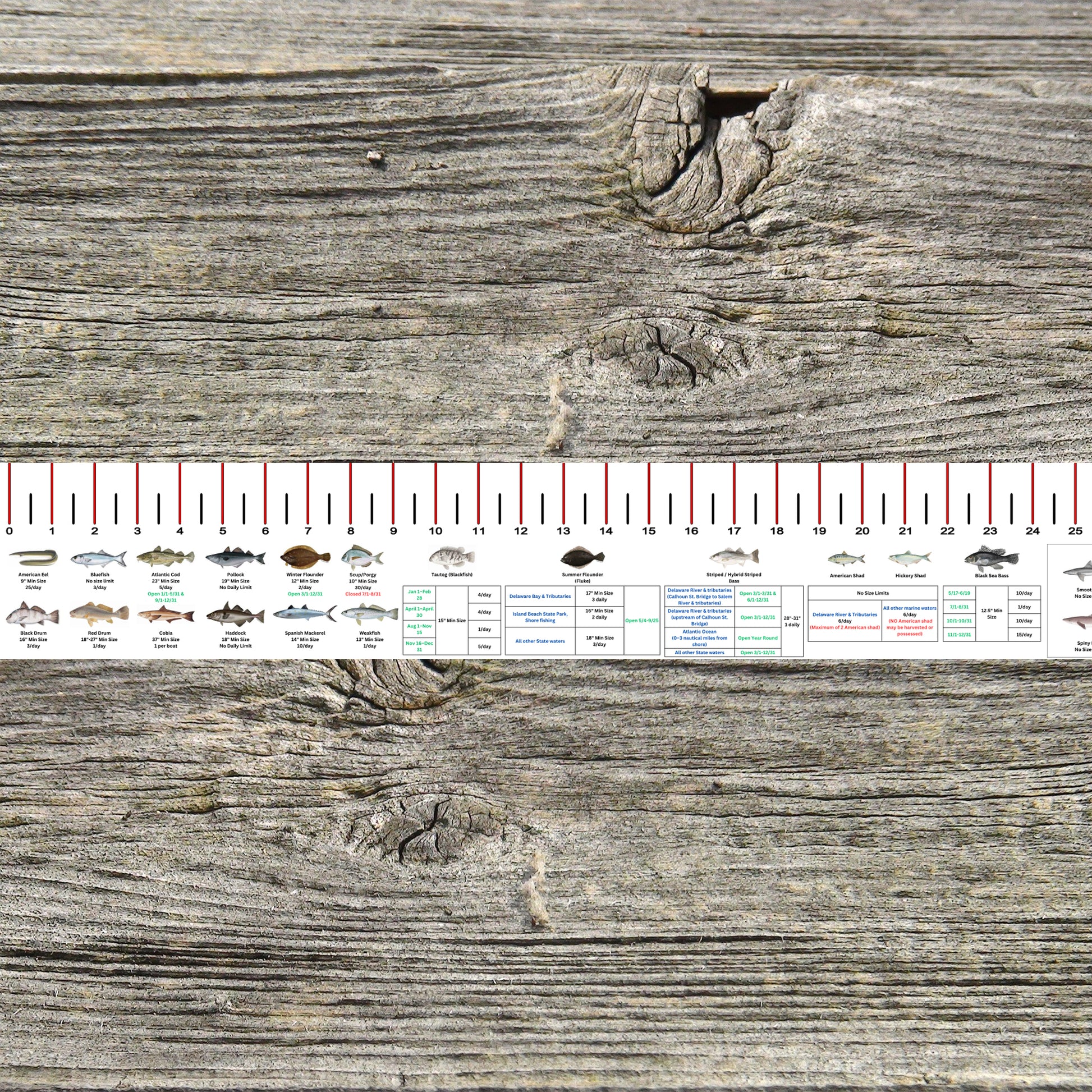 NEW JERSEY SALT WATER RULER 50 INCH FISH ID AND STATE REGULATIONS FISH ...