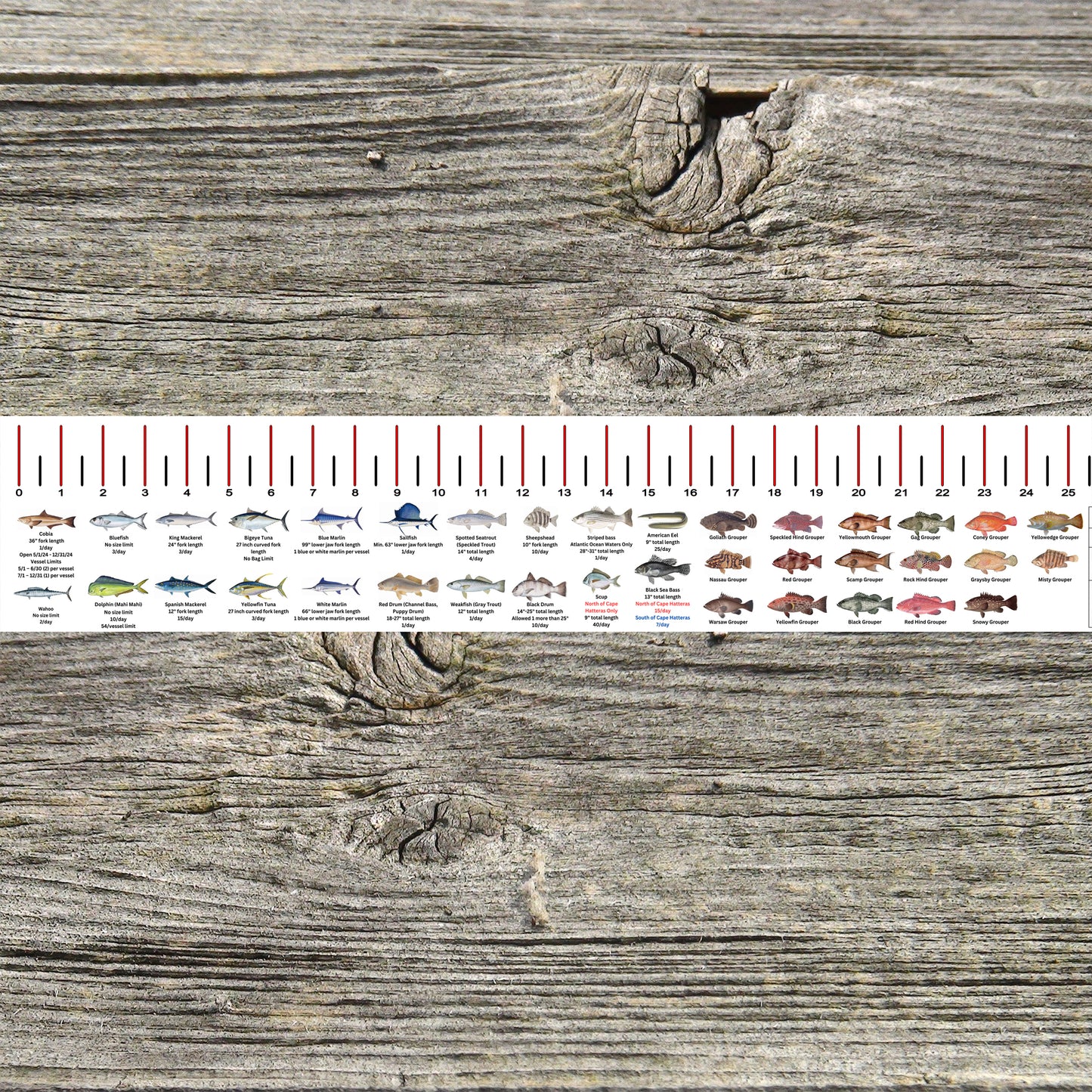 NORTH CAROLINA SALT WATER RULER 50 INCH FISH ID AND STATE REGULATIONS FISH RULER DECAL