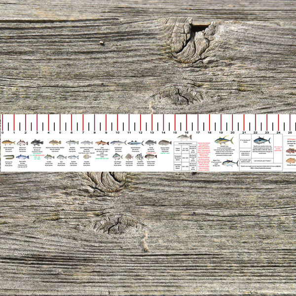VIRGINIA SALT WATER RULER 50 INCH FISH ID AND STATE REGULATIONS FISH R