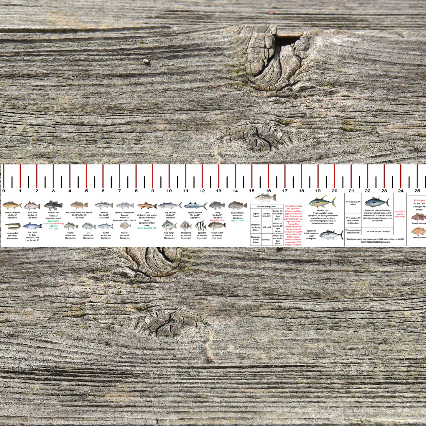 VIRGINIA SALT WATER RULER 50 INCH FISH ID AND STATE REGULATIONS FISH RULER DECAL