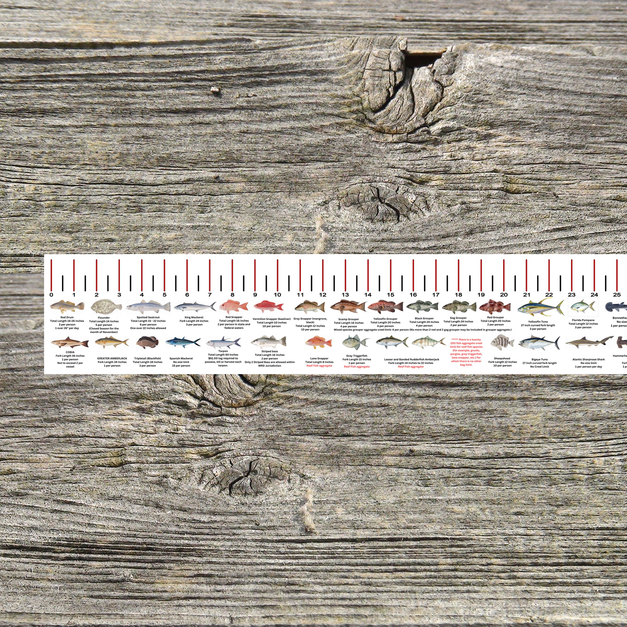 ALABAMA SALT WATER RULER 50 INCH FISH ID AND STATE REGULATIONS FISH RU ...