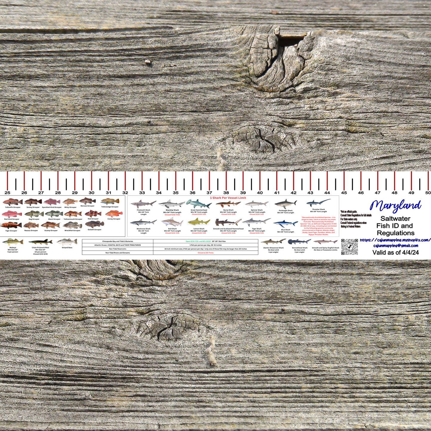 MARYLAND SALT WATER RULER 50 INCH FISH ID AND STATE REGULATIONS FISH RULER DECAL