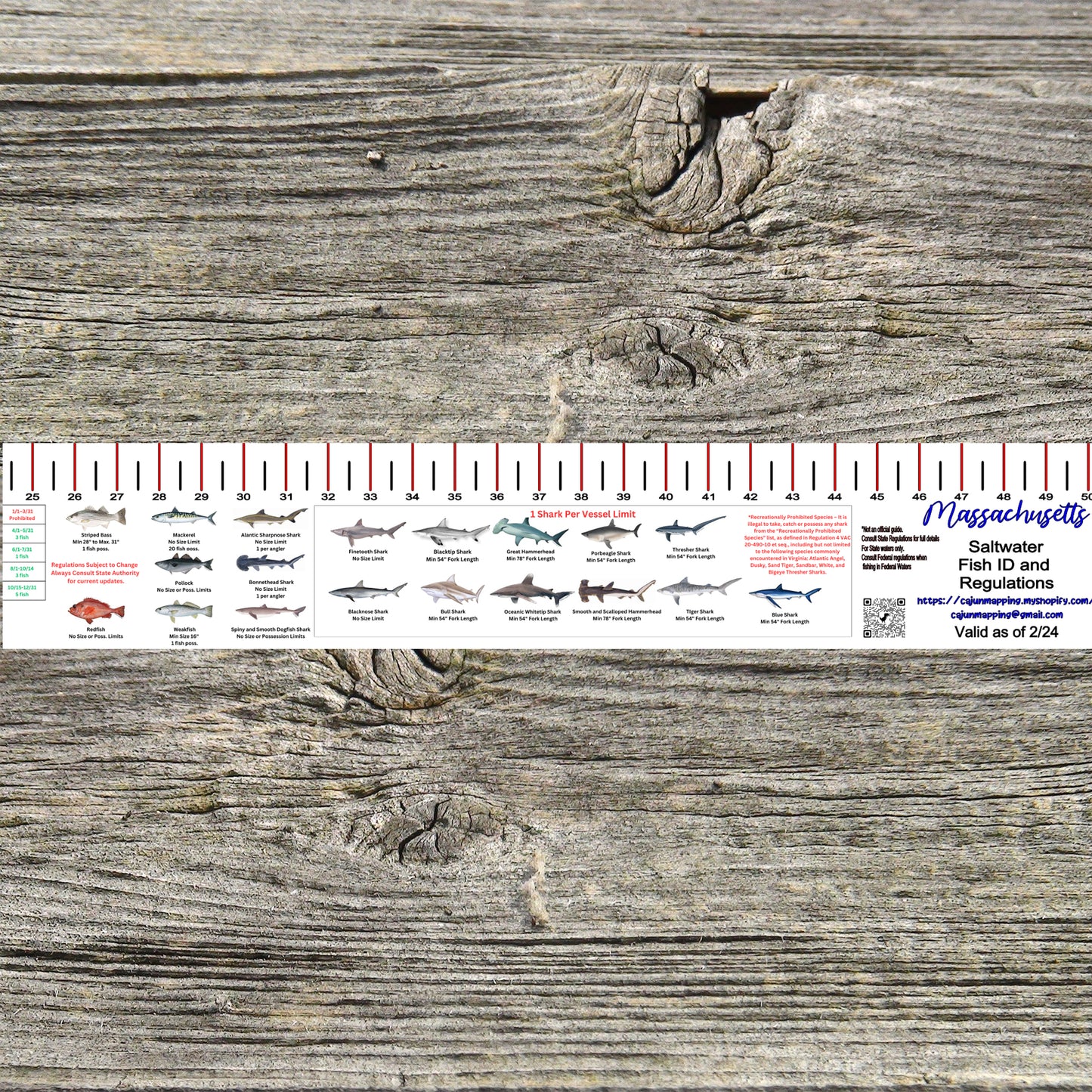 MASSACHUSETTS SALT WATER RULER 50 INCH FISH ID AND STATE REGULATIONS FISH RULER DECAL