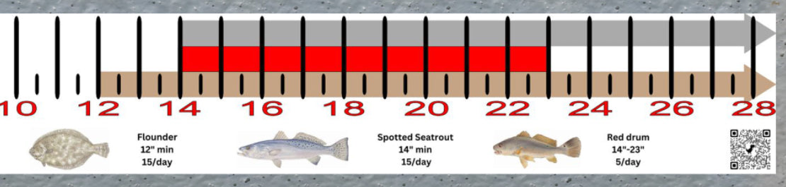 Georgia Inshore Fishing Slot Ruler Decal