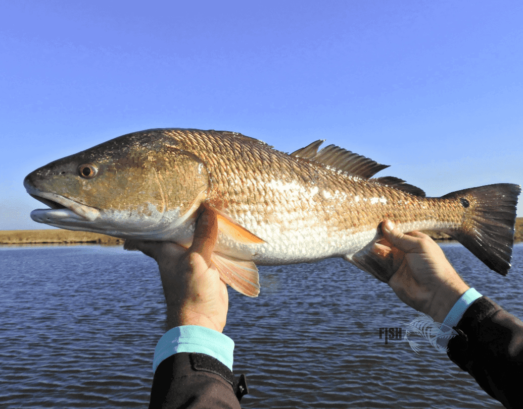 Daytona Beach Fishing Spots - Near Shore Numbers