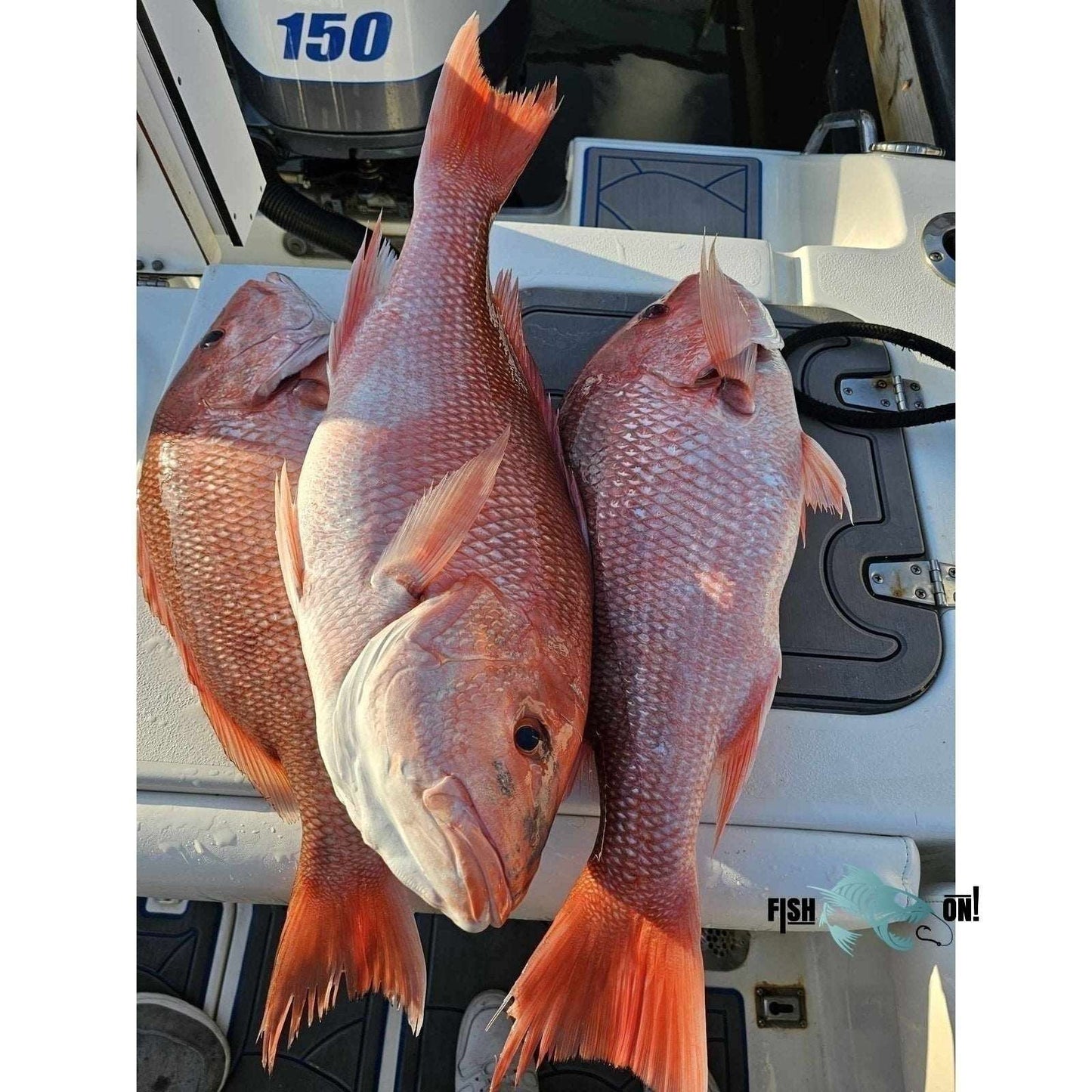 Sarasota & Venice Fishing Spots - Red Snapper Numbers