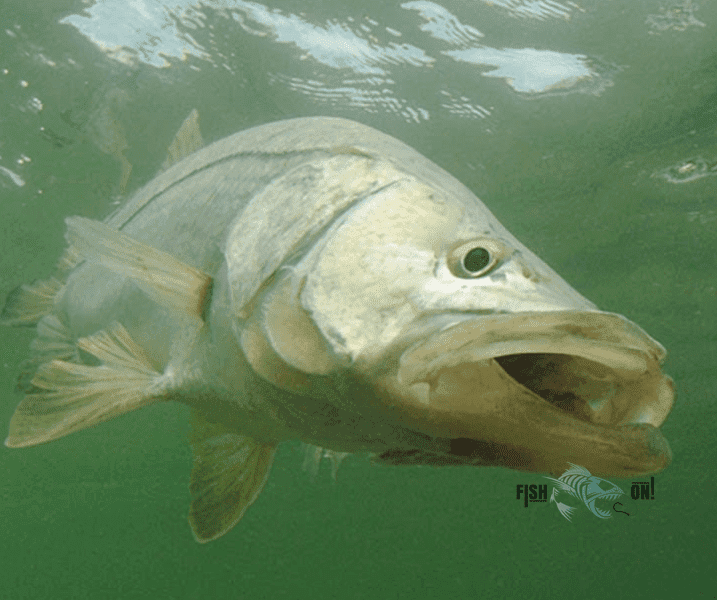 Biscayne Bay Fishing Spots - Numbers